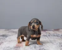 Ellie, a female Miniature Dachshund for sale in Apple Creek, OH – Photo 3 of 4