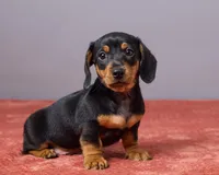 Kyle, a male Miniature Dachshund for sale in Apple Creek, OH – Photo 2 of 5