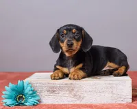Kyle, a male Miniature Dachshund for sale in Apple Creek, OH – Photo 1 of 5