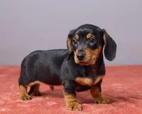 Kyle, a male Miniature Dachshund for sale in Apple Creek, OH – Photo 5 of 5