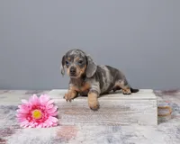 Lily, a female Miniature Dachshund for sale in Apple Creek, OH – Photo 5 of 5
