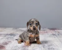 Lily, a female Miniature Dachshund for sale in Apple Creek, OH – Photo 3 of 5