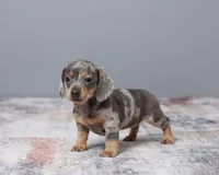 Lily, a female Miniature Dachshund for sale in Apple Creek, OH – Photo 2 of 5