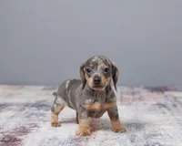 Lily, a female Miniature Dachshund for sale in Apple Creek, OH – Photo 1 of 5