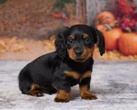 Milo, a male Miniature Dachshund for sale in Apple Creek, OH – 3 of 7