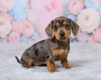Beauty, a female Miniature Dachshund for sale in Apple Creek, OH – 3 of 5