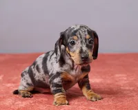 Violet, a female Miniature Dachshund for sale in Apple Creek, OH – Photo 3 of 5