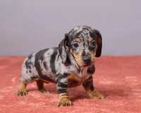 Violet, a female Miniature Dachshund for sale in Apple Creek, OH – Photo 4 of 5