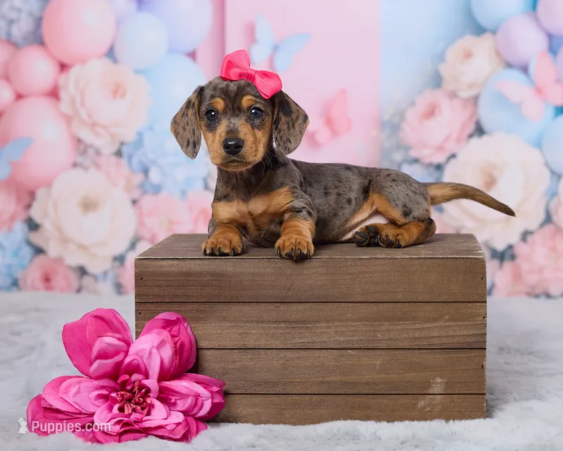 Beauty – Miniature Dachshund puppy for sale in Apple Creek, OH