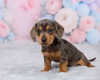 Beauty, a female Miniature Dachshund for sale in Apple Creek, OH – 4 of 5