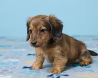Luna, a female Miniature Dachshund for sale in Apple Creek, OH – Photo 4 of 4