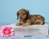 Luna, a female Miniature Dachshund for sale in Apple Creek, OH – Photo 1 of 4
