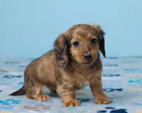 Luna, a female Miniature Dachshund for sale in Apple Creek, OH – Photo 3 of 4