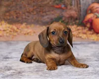 Daisy, a female Miniature Dachshund for sale in Apple Creek, OH – 2 of 7
