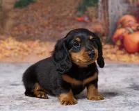Charlie, a male Miniature Dachshund for sale in Apple Creek, OH – 4 of 7