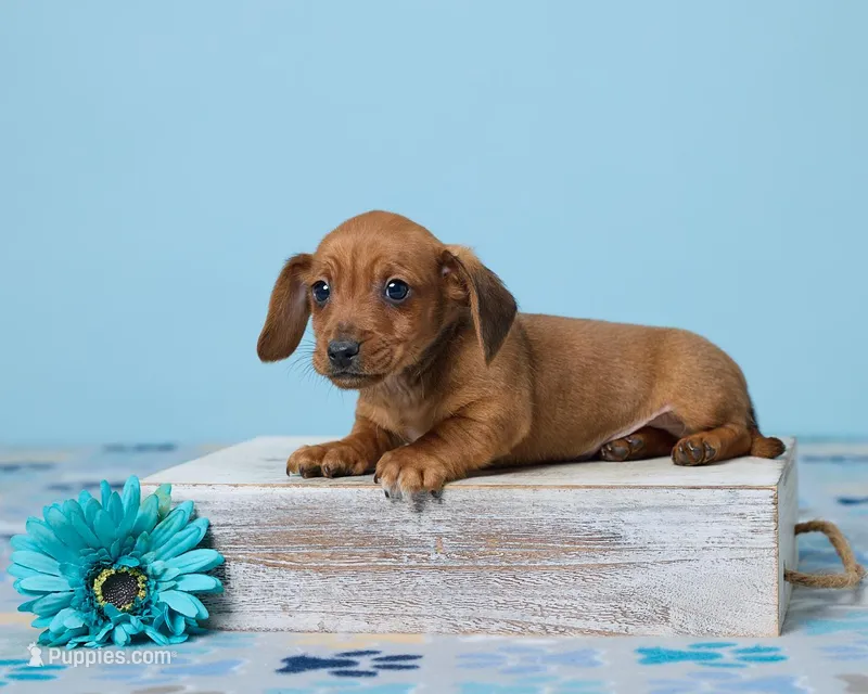 Copper – Miniature Dachshund puppy for sale in Apple Creek, OH