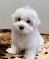Leo, a male Maltese for sale in Bayonne, NJ – 2 of 6