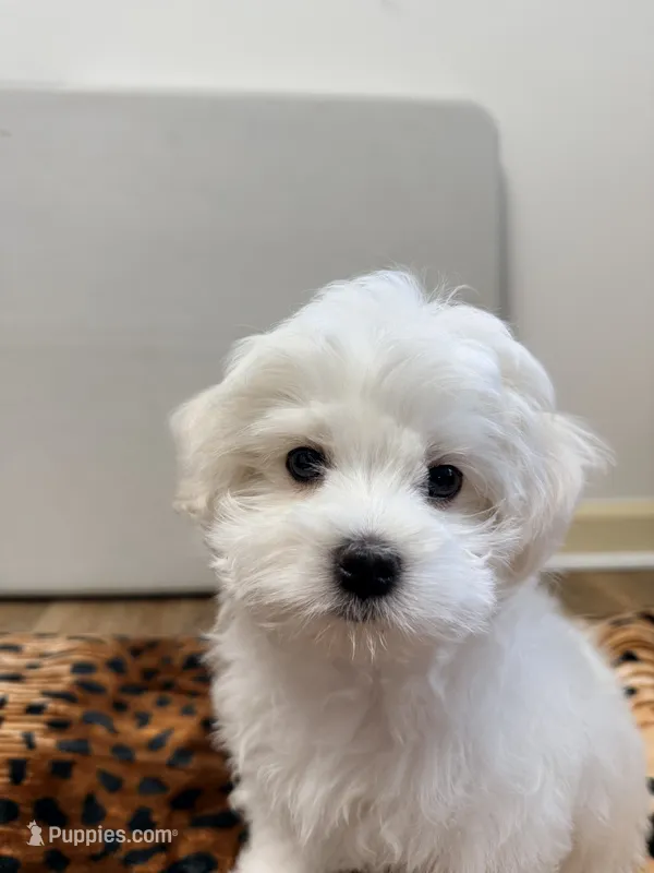 Teddy – Maltese puppy for sale in Bayonne, NJ