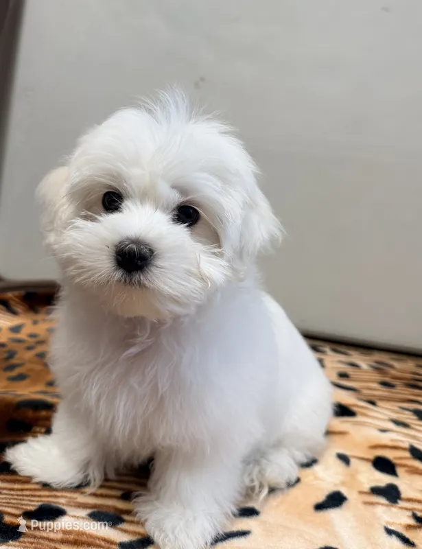 Leo – Maltese puppy for sale in Bayonne, NJ