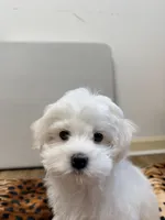 Teddy, a male Maltese for sale in Bayonne, NJ – 3 of 5