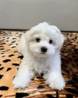 Teddy, a male Maltese for sale in Bayonne, NJ – 4 of 5