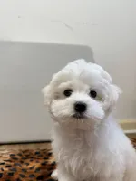 Teddy, a male Maltese for sale in Bayonne, NJ – 5 of 5
