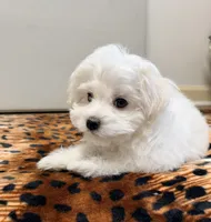 Teddy, a male Maltese for sale in Bayonne, NJ – 2 of 5