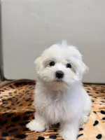 Leo, a male Maltese for sale in Bayonne, NJ – 4 of 6