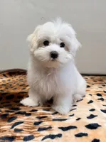 Leo, a male Maltese for sale in Bayonne, NJ – 5 of 6