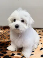 Leo, a male Maltese for sale in Bayonne, NJ – 3 of 6