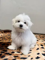 Leo, a male Maltese for sale in Bayonne, NJ – 6 of 6