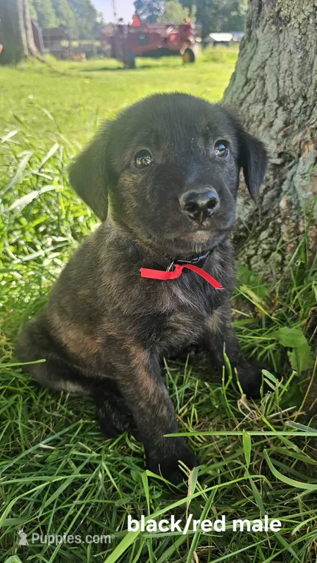 (Black red) Sarge – Belgian Malinois, Golden Retriever puppy for sale in Somerset, PA