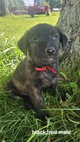 (Black red) Sarge, a male Belgian Malinois and Golden Retriever for sale in Somerset, PA – 1 of 3