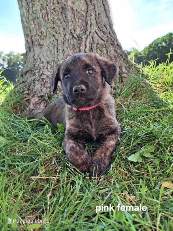 Karma (pink) – Belgian Malinois, Golden Retriever puppy for sale in Somerset, PA