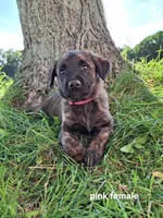 Karma (pink), a female Belgian Malinois and Golden Retriever for sale in Somerset, PA – 1 of 3