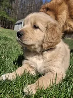 Navy (Opal), a female Golden Retriever for sale in Somerset, PA – Photo 4 of 5