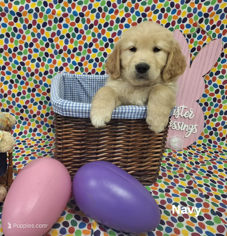 Navy (Opal) – Golden Retriever puppy for sale in Somerset, PA