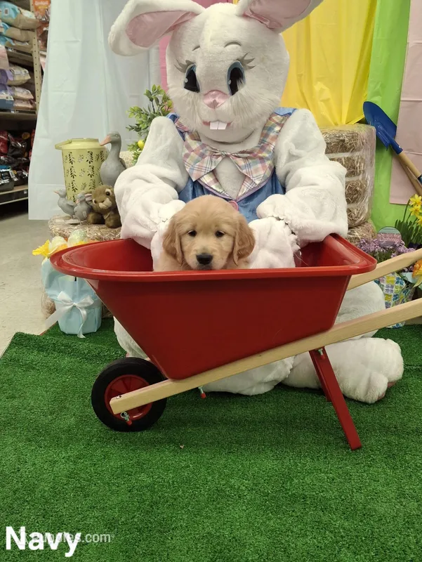 Navy (Opal) – Golden Retriever puppy for sale in Somerset, PA