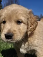 Navy (Opal), a female Golden Retriever for sale in Somerset, PA – Photo 2 of 5
