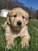 Navy (Opal), a female Golden Retriever for sale in Somerset, PA – Photo 3 of 5