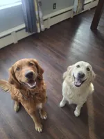 Navy (Opal), a female Golden Retriever for sale in Somerset, PA – Photo 5 of 5