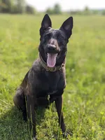(Yellow) Duke, a male Belgian Malinois and Golden Retriever for sale in Somerset, PA – 2 of 3