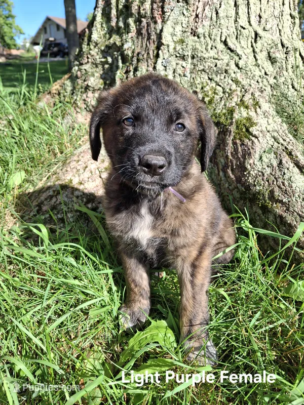 (Light purple) Kyi – Belgian Malinois, Golden Retriever puppy for sale in Somerset, PA
