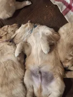 Blue (Bow) , a male Golden Retriever for sale in Somerset, PA – Photo 4 of 5