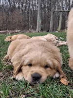 Blue (Bow) , a male Golden Retriever for sale in Somerset, PA – Photo 2 of 5