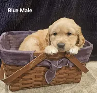 Blue (Bow) , a male Golden Retriever for sale in Somerset, PA – Photo 3 of 5