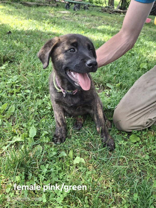 Karma – Belgian Malinois, Golden Retriever puppy for sale in Somerset, PA