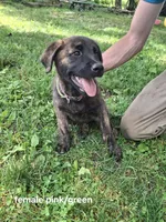 Karma, a female Belgian Malinois and Golden Retriever for sale in Somerset, PA – 1 of 3