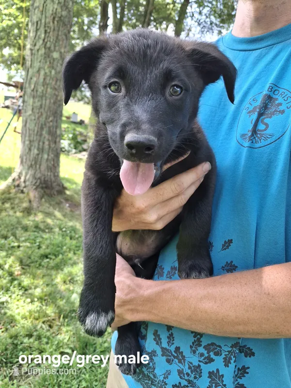 Chase – Belgian Malinois, Golden Retriever puppy for sale in Somerset, PA