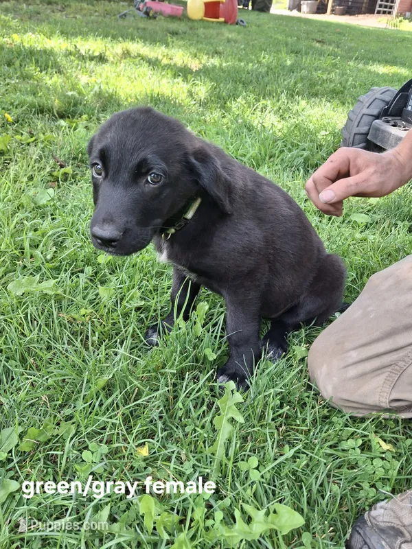 Zara  – Belgian Malinois, Golden Retriever puppy for sale in Somerset, PA